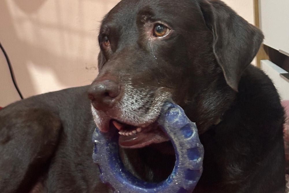 O melhor brinquedo para cachorro para o Guerrero é a rodinha (Foto: Arquivo Pessoal)