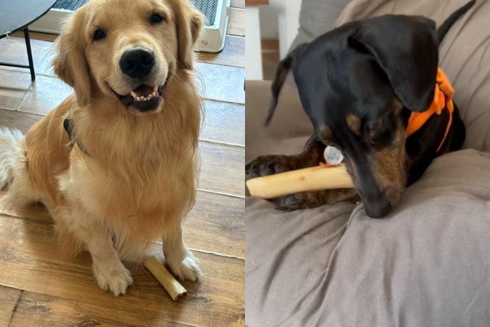 Ossinho é um brinquedo para cachorro que Limão e Salsa amam (Foto: Arquivo Pessoal)