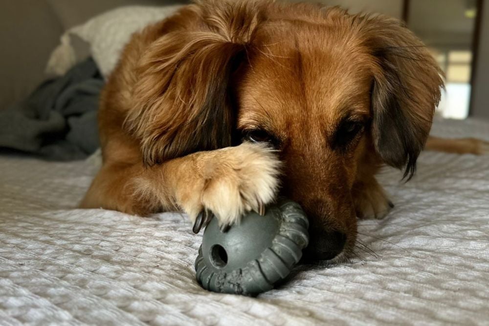 O brinquedo interativo para cachorro preferido da Nala é o recheado (Foto: Arquivo Pessoal)
