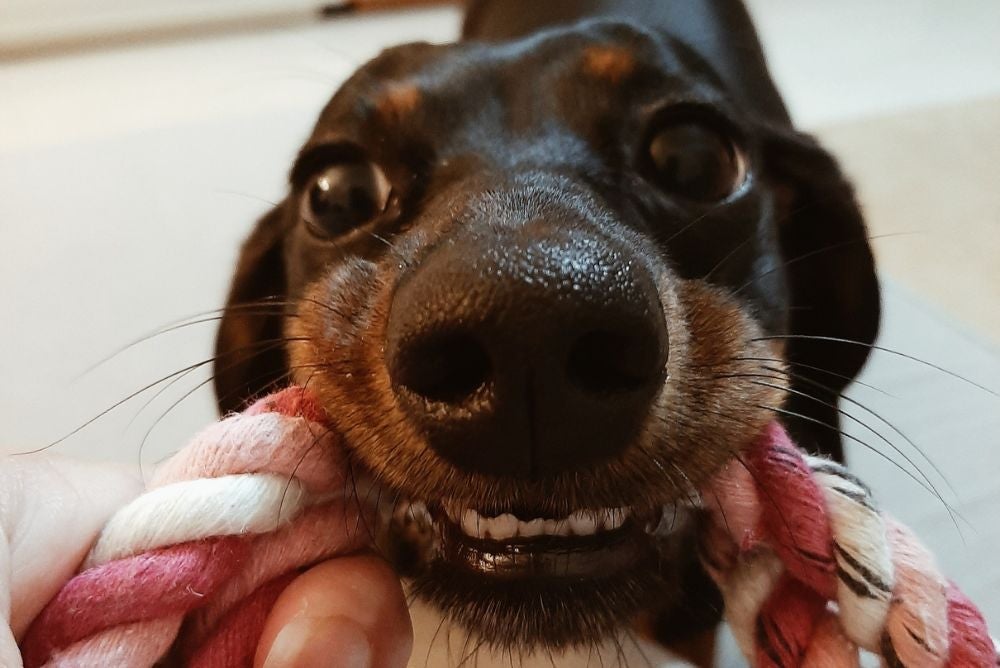 O brinquedo para cachorro de corda ganha a Tetéia (Foto: Arquivo Pessoal)