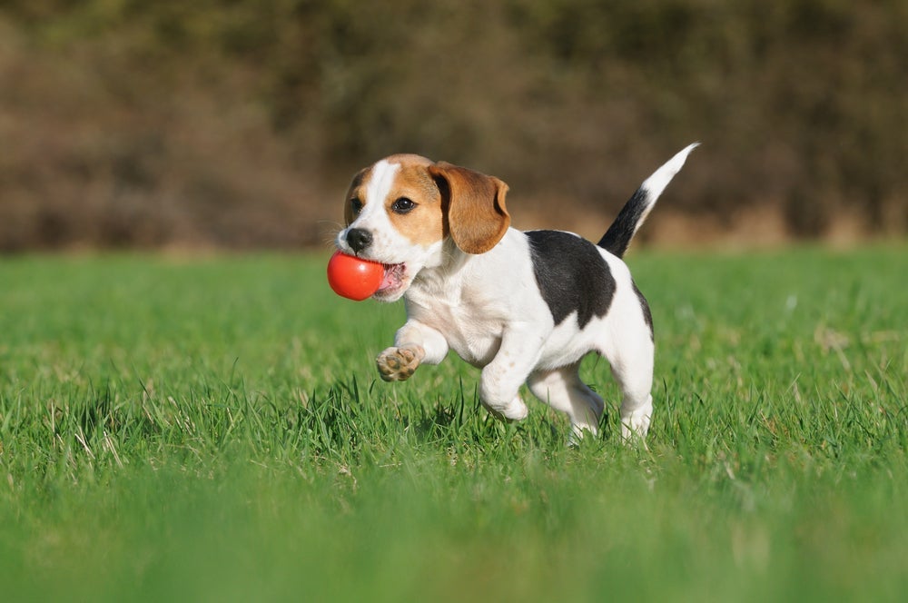 A bola é um dos brinquedos para cachorros preferidos entre os cães.