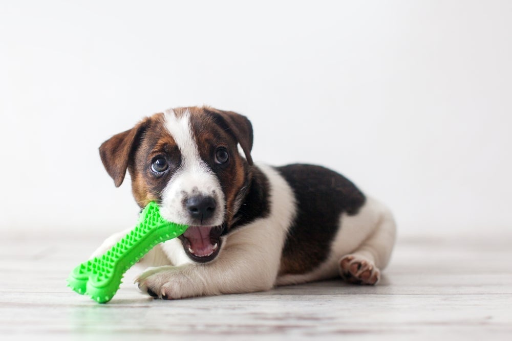Brinquedos para cachorro: os mordedores são ótimas opções para cães filhotes