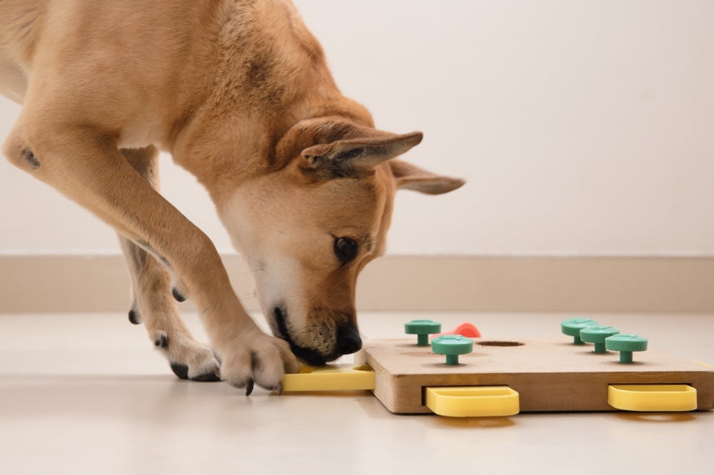 Os melhores brinquedos para cachorro são aqueles que estimulam o físico e a cognição do pet