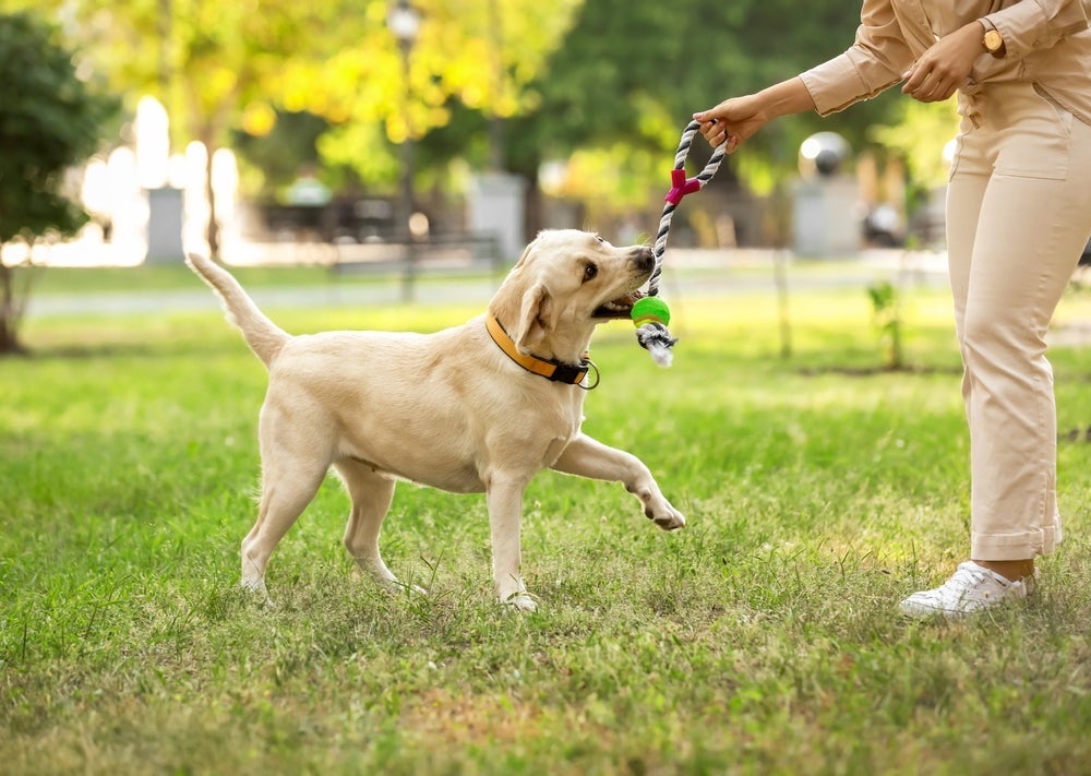 Brinquedos para cachorro: um presente que será muito bem aproveitado