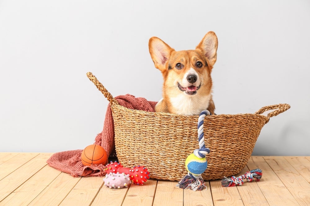 Brinquedos distraem e desestressam, sendo muito úteis no hotel para cachorro.