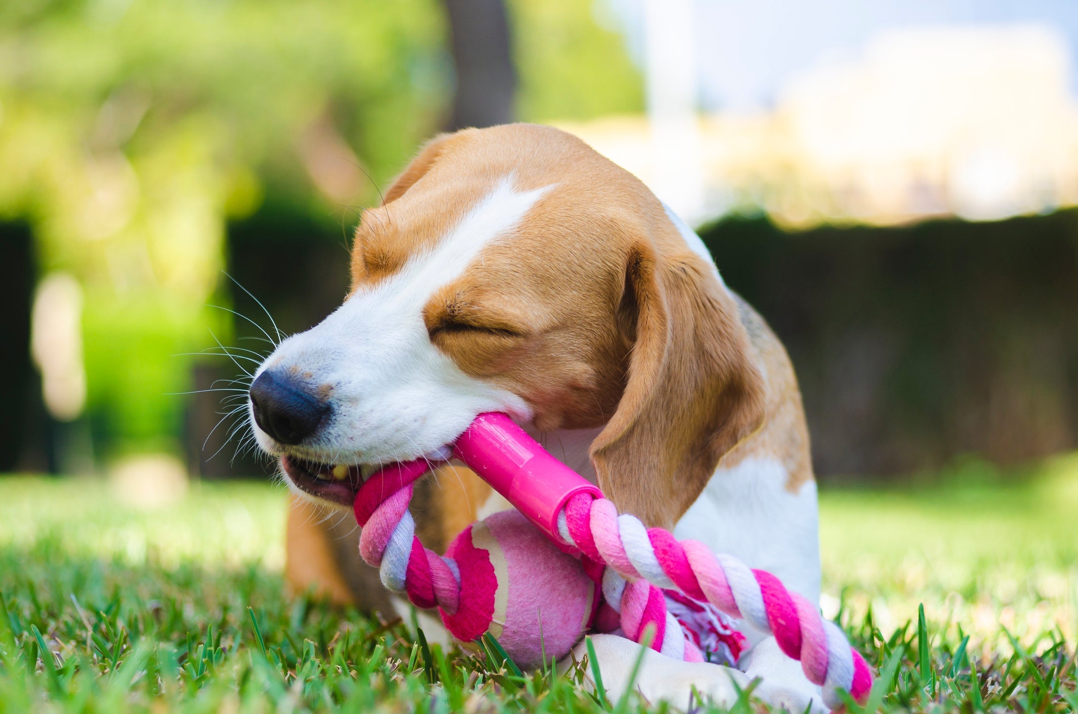 A corda é um brinquedo para cachorro versátil que combina com qualquer peludo