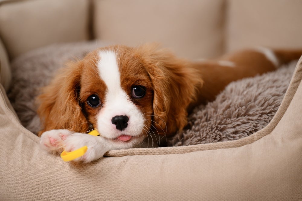 Os brinquedos para cachorros filhotes de pelúcia ajudam na adaptação do cãozinho na casa nova