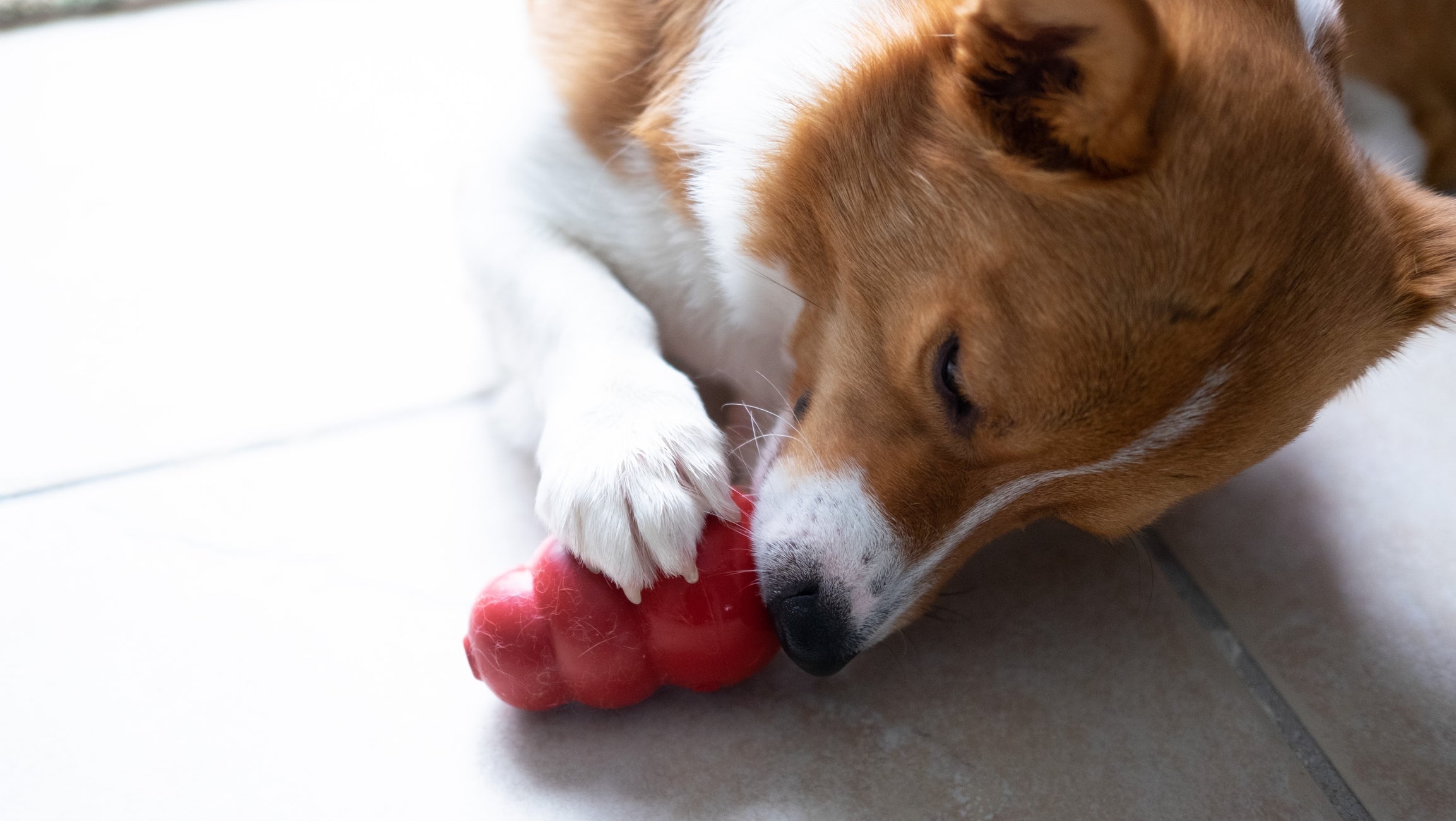 Brinquedos para cachorro que ficam sozinhos: as opções interativas gastam energia