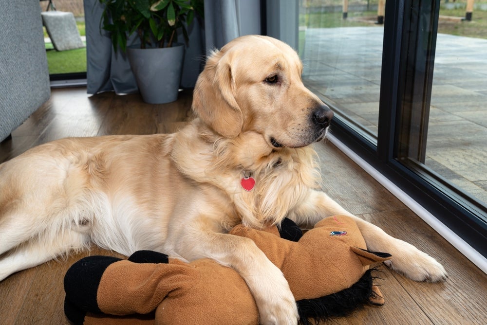 Um dos melhores brinquedos para cachorros que ficam sozinhos são os de pelúcia, que fazem companhia ao animal