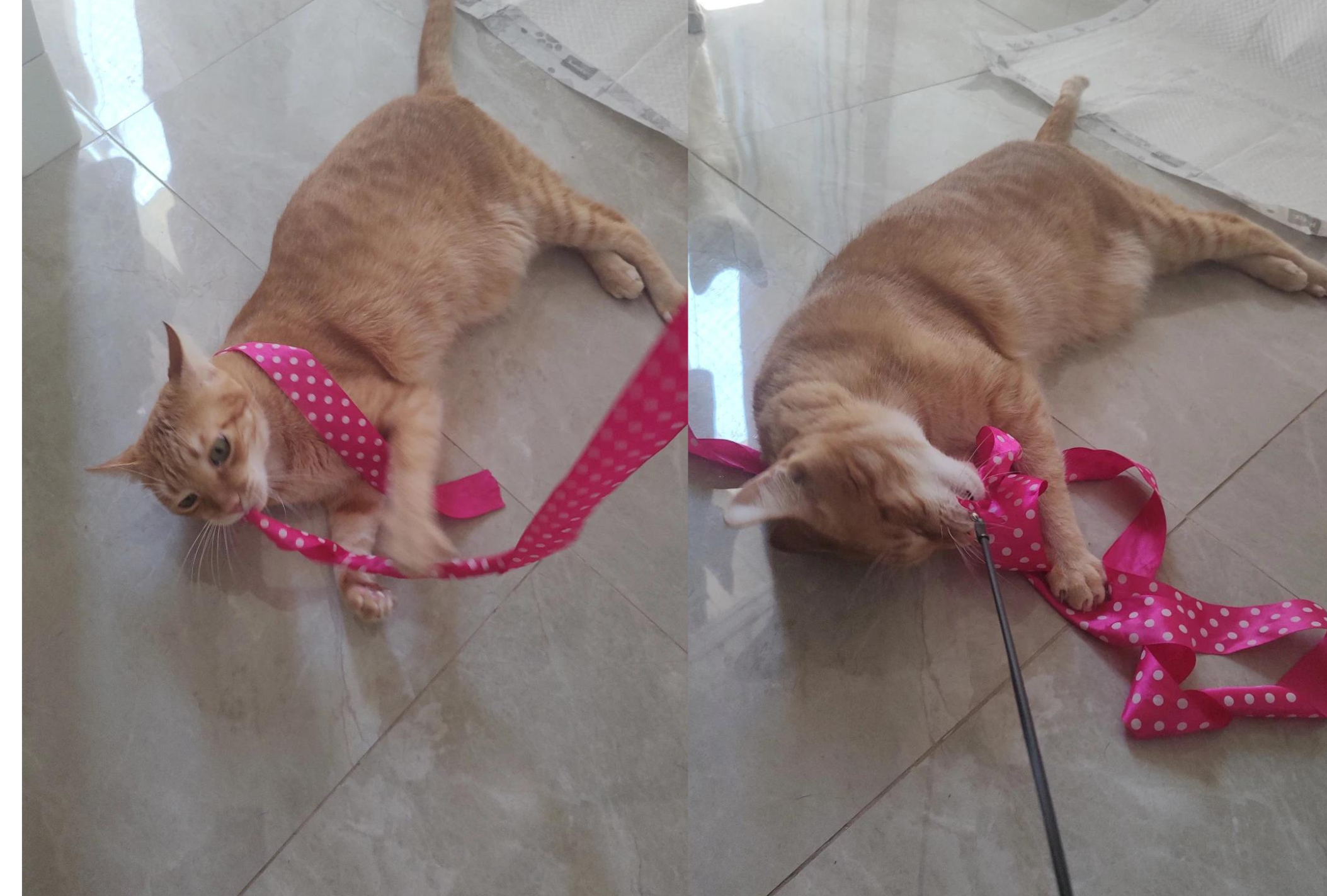 O Petit Gatô ama brinquedinhos com fitas (Créditos: Divulgação)