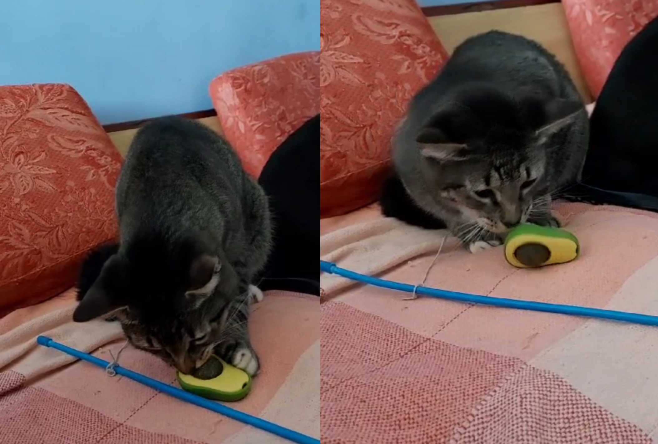 O brinquedo para gato favorito do Jamal é o abacate com catnip (Divulgação)