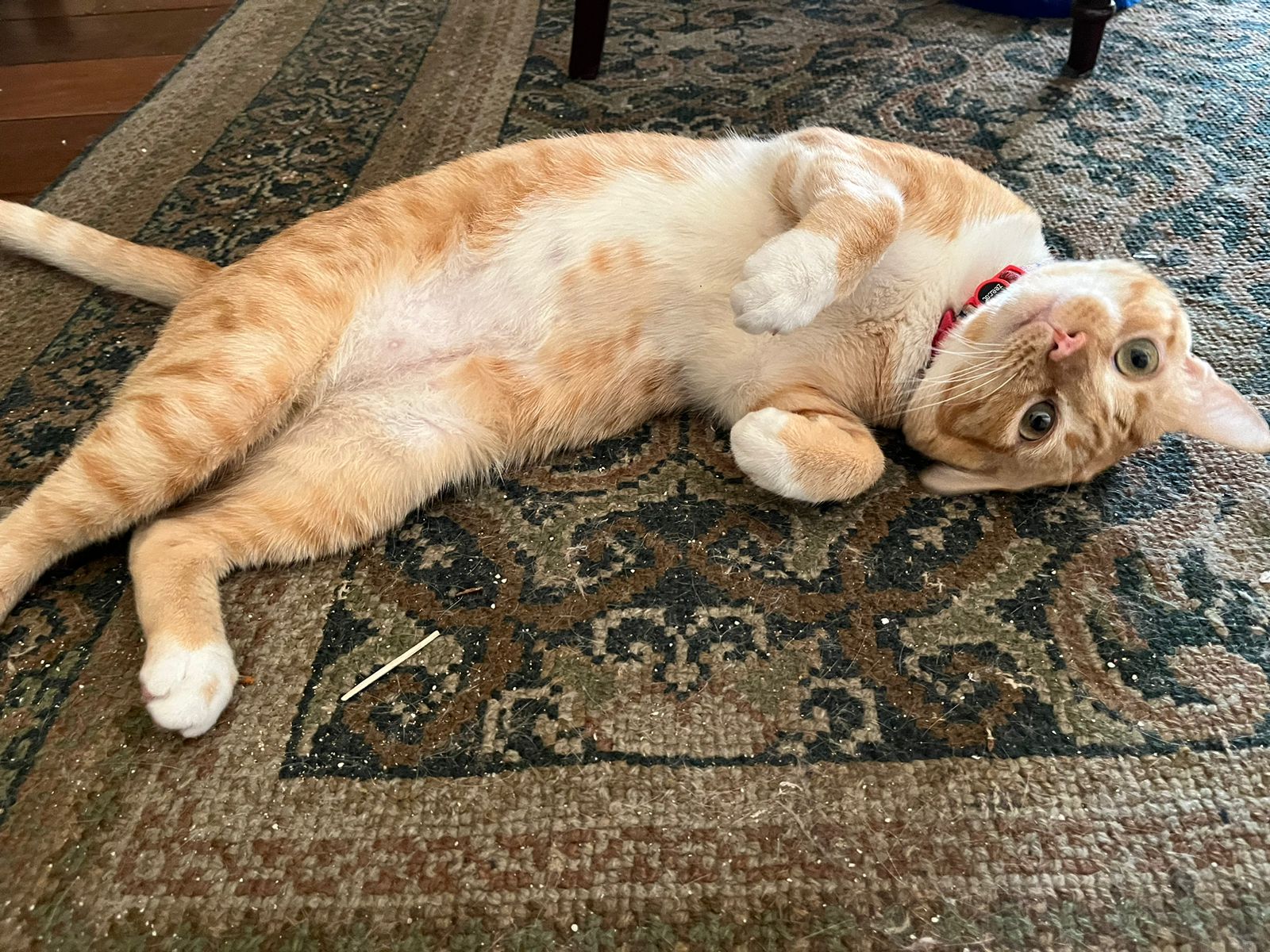 O brinquedo para gato favorito do Rivotril é a bolinha de papel (Créditos: Divulgação)