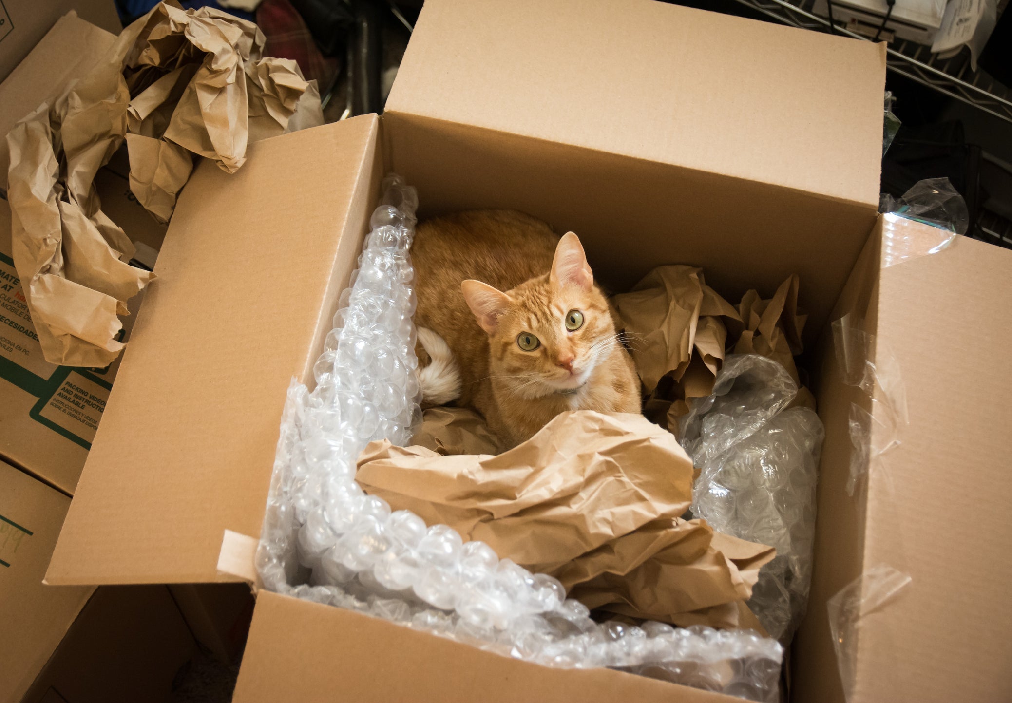 Gatos e caixa de papelão: o felino tem mais controle do campo de visão sem que seja visto