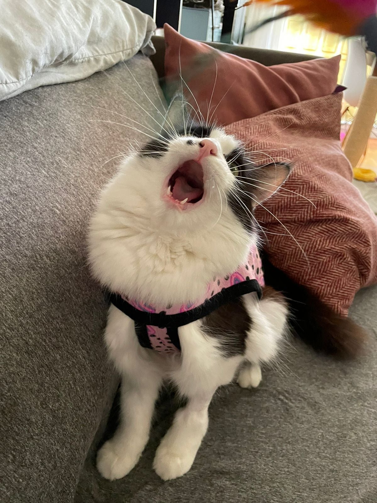 A gatinha Ioiô é apaixonada por varinhas (Divulgação)