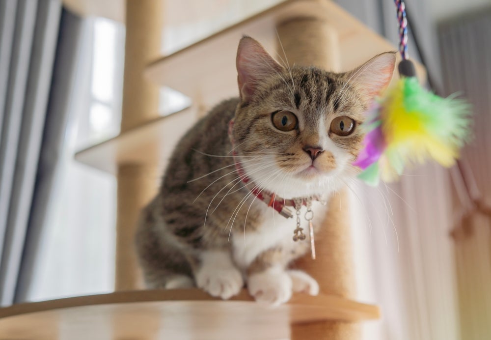 A varinha é uma brincadeira para gato que sempre diverte