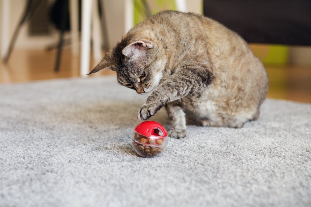 Um brinquedo para gato que sempre faz sucesso é a bolinha recheada