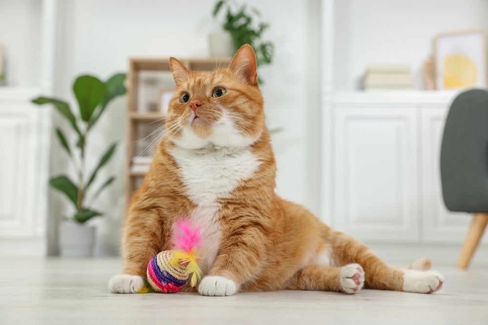 Existem diversos brinquedos para gatos interativos que ajudam a desenvolver instintos e o lado cognitivo.
