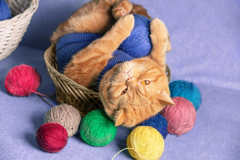 O novelo de lã para gatos contribui para a diversão e bem-estar do seu bichano