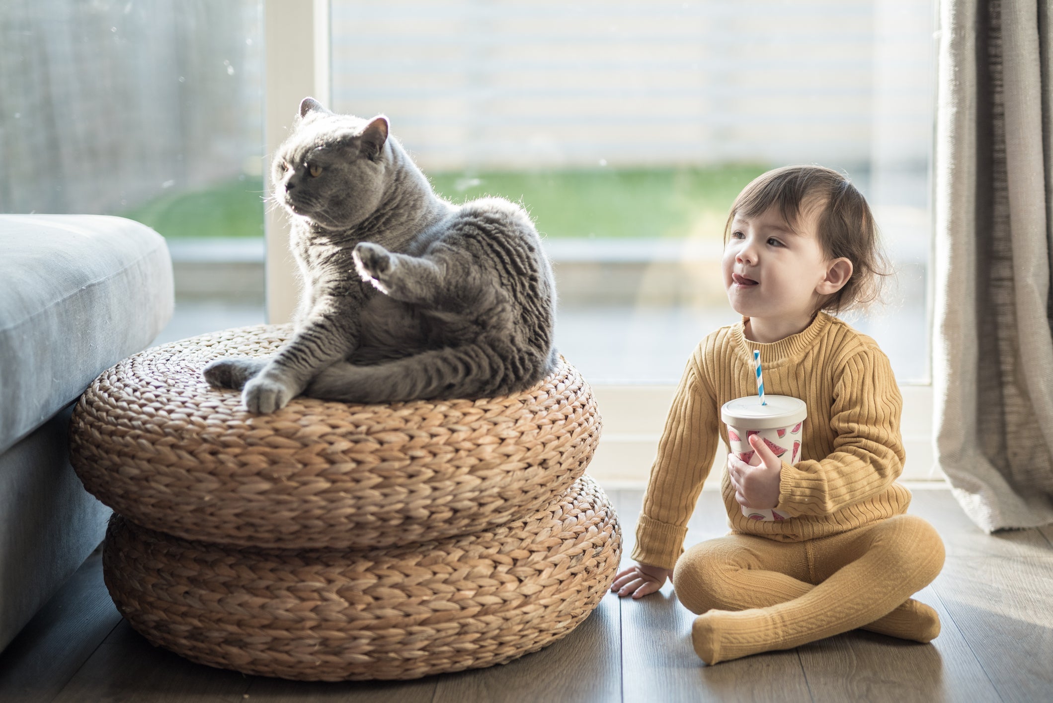 O gato de Pelo Curto Inglês é extremamente dócil, mas não curte muito ficar no colo