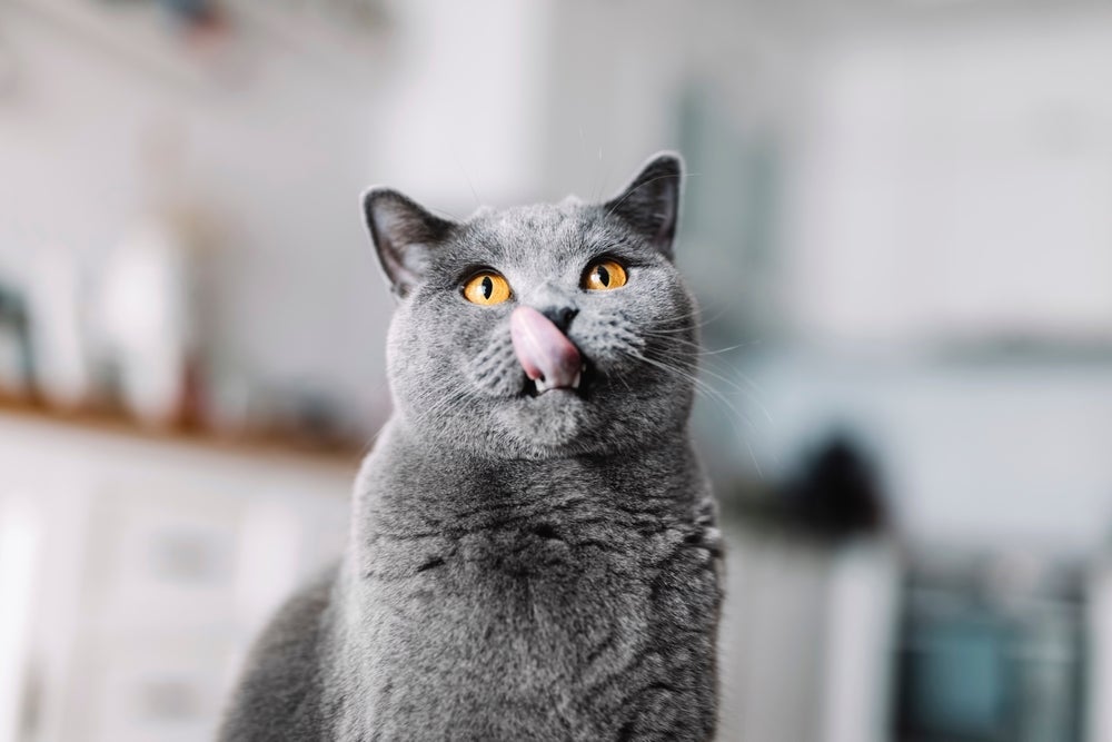 O gato de Pelo Curto Inglês é uma das raças com a melhor saúde