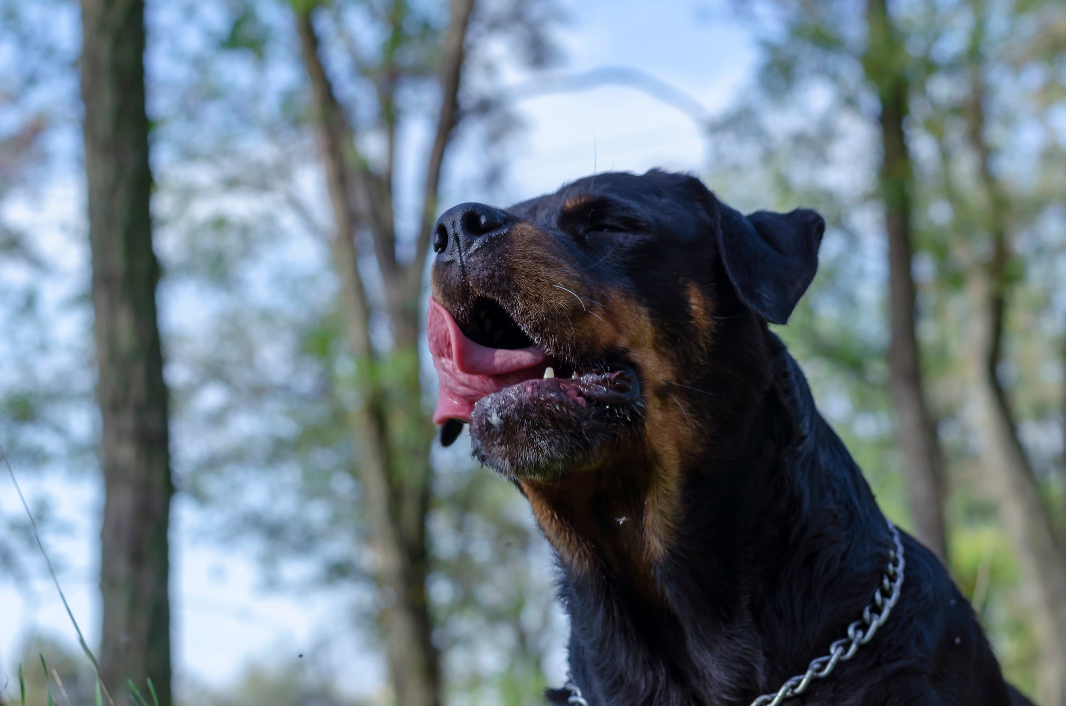 Tosse de cachorro pode ser bronquite crônica canina. Não hesite em levar seu amigo no veterinário!