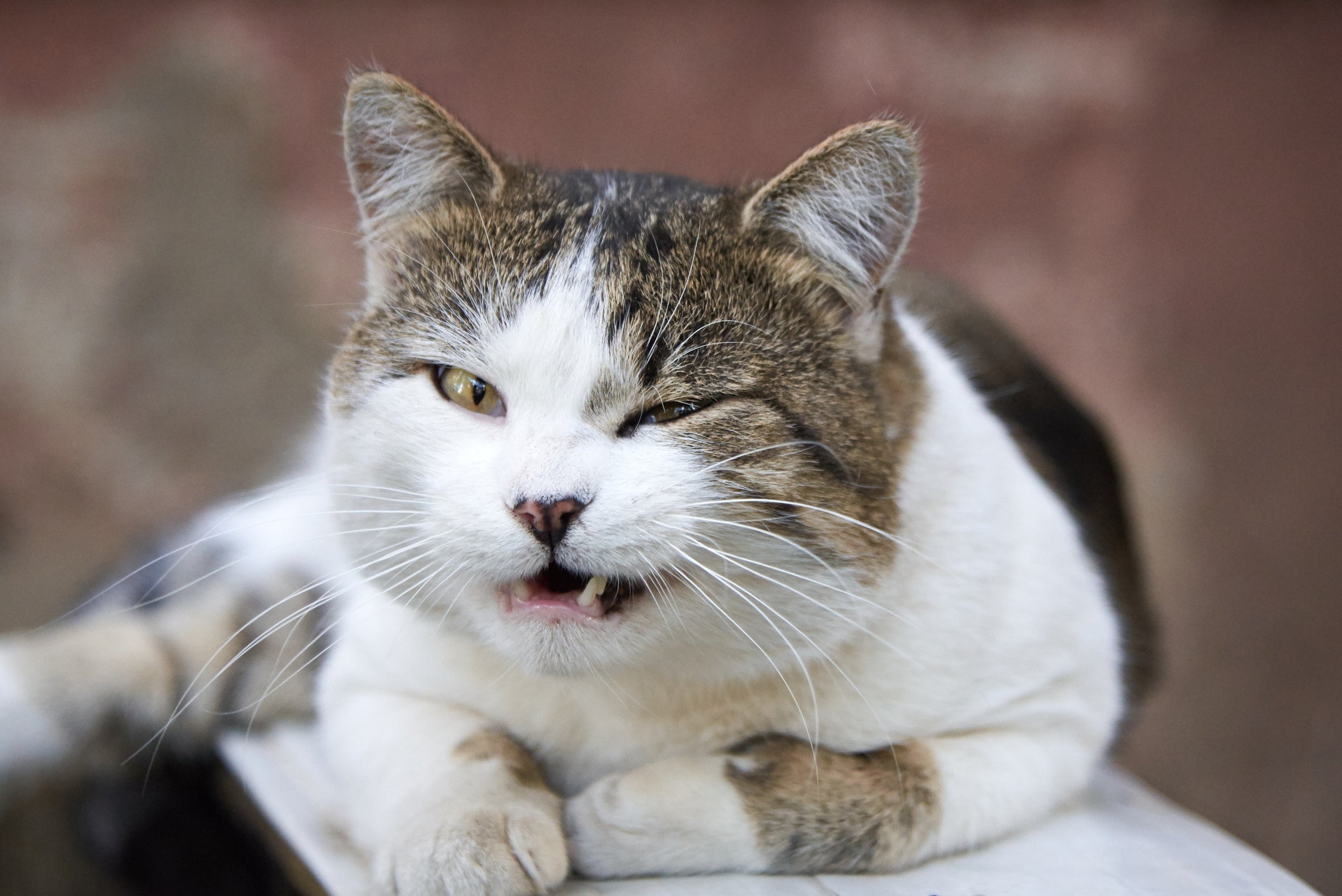 A esporotricose em gatos começa com caroços na pele e pode avançar até causar danos respiratórios