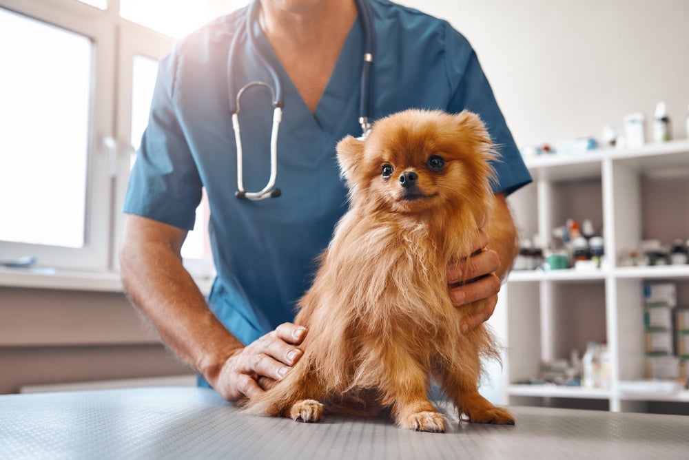 O exame de brucelose canina deve ser feito por um especialista