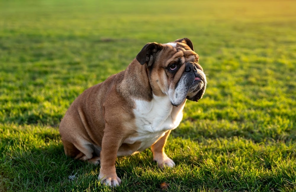 O Buldogue Campeiro é um cachorro do Brasil, apesar de lembrar muito a versão inglesa