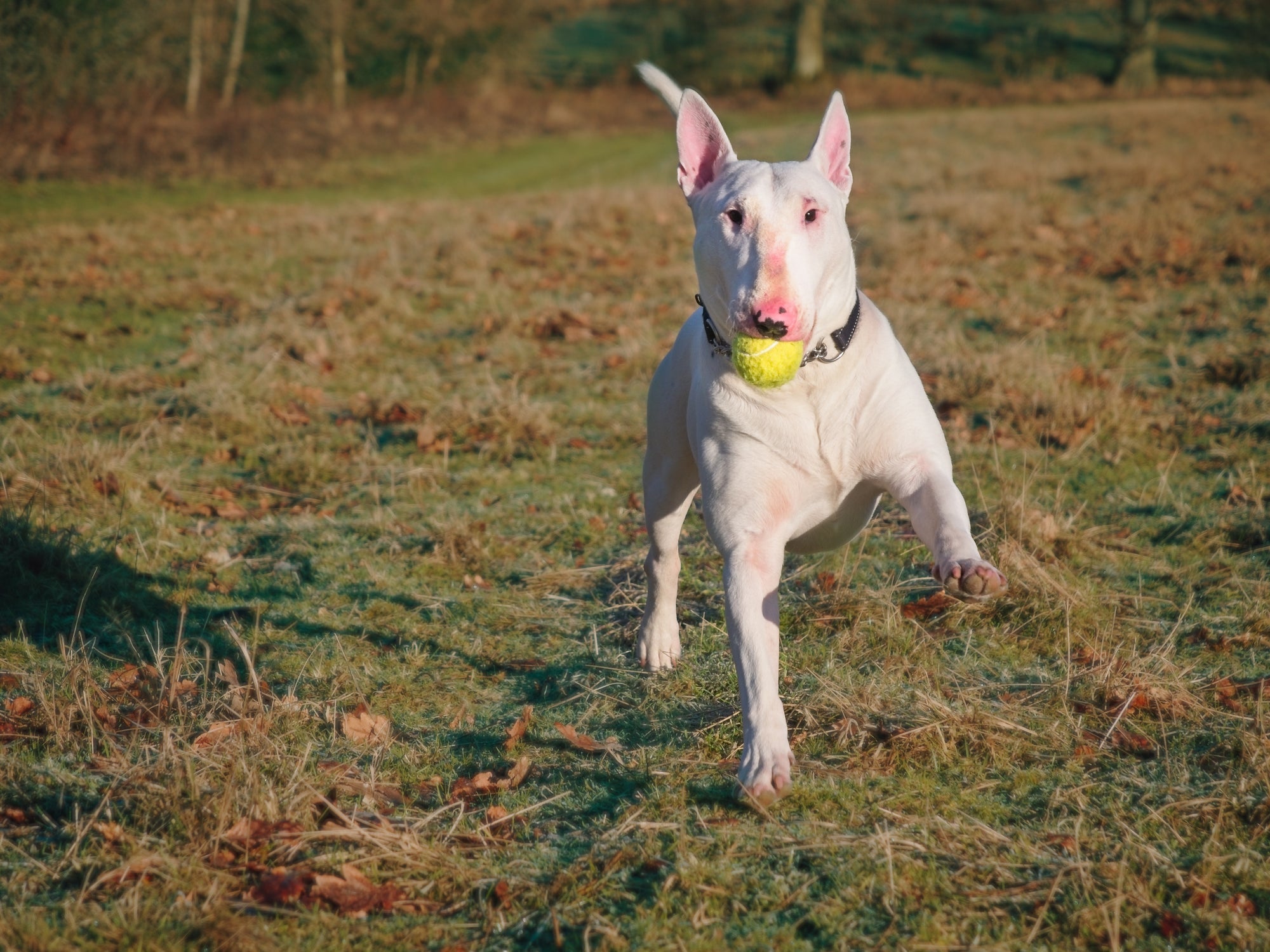 O Bull Terrier é um cachorro inteligente, mas de gênio forte