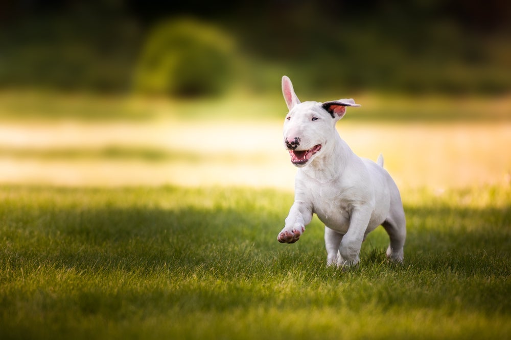 O Bull Terrier mini precisa de atividades ao ar livre para gastar energia