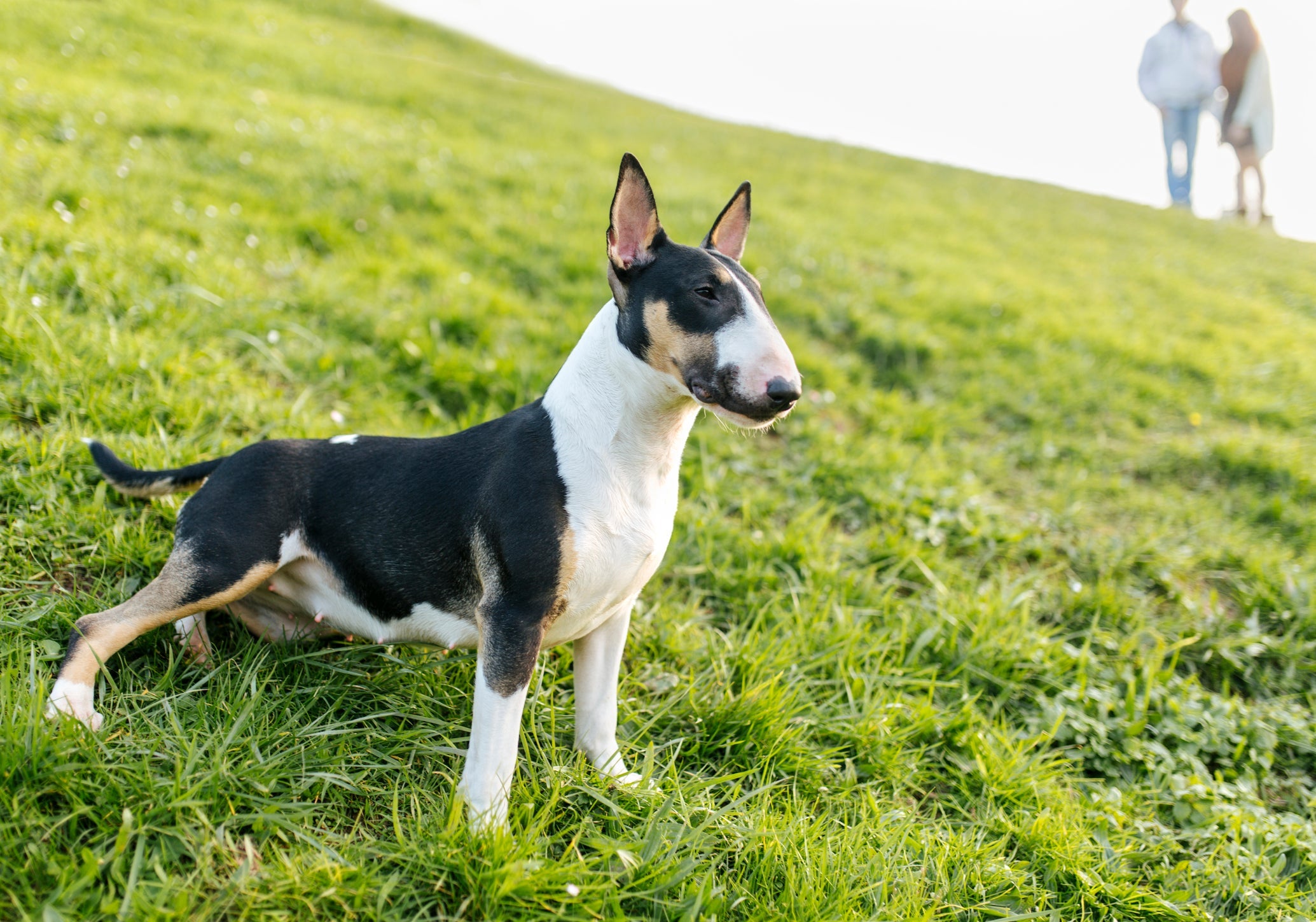 O Bull Terrier tem focinho alongado que se destaca