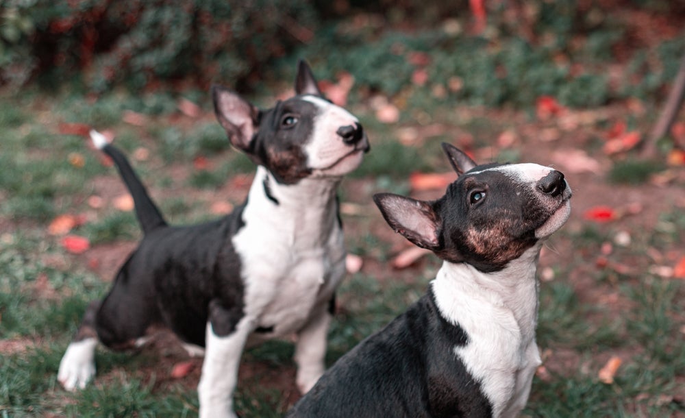 O Bull Terrier filhote precisa ser adestrado e socializado com estímulos positivos