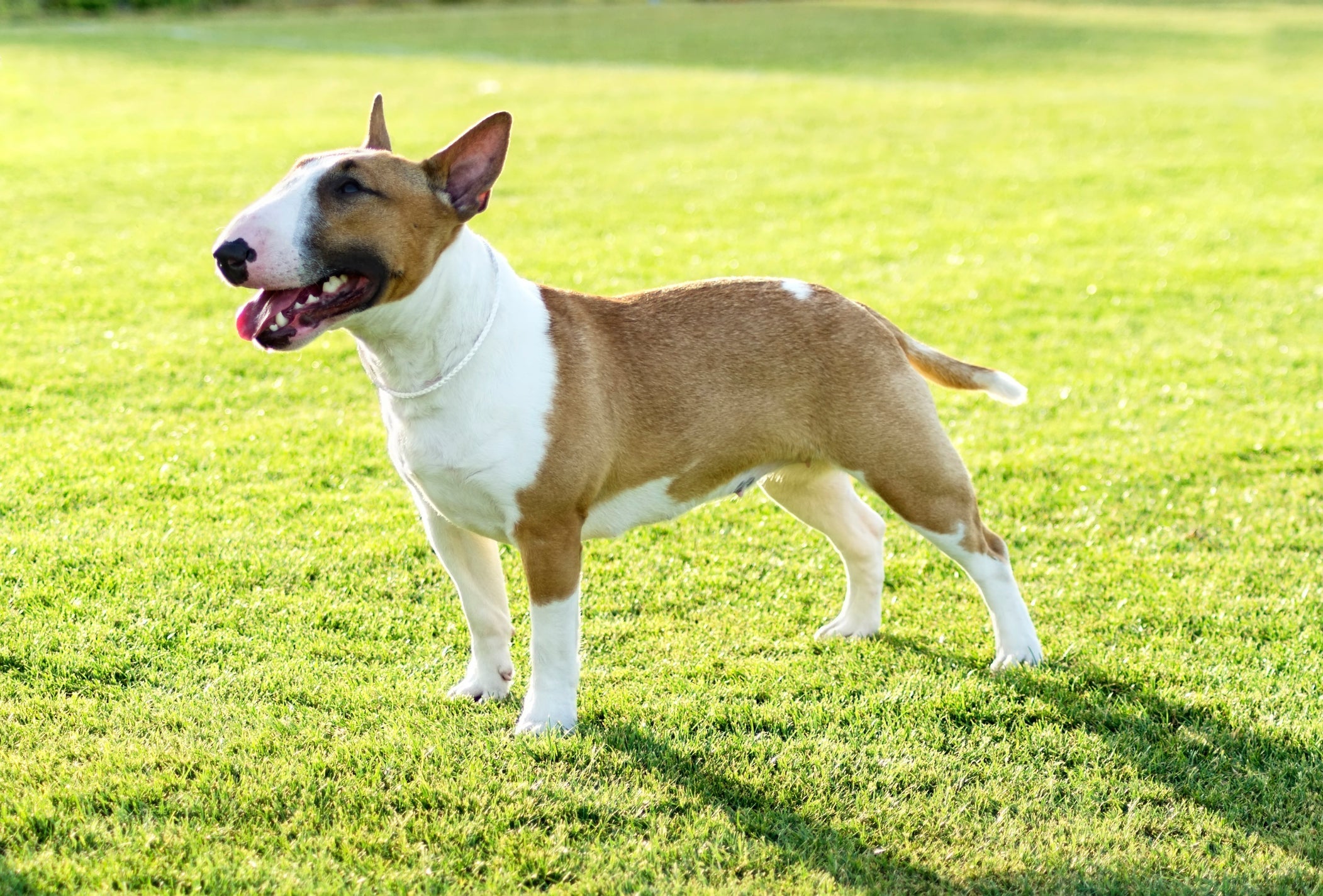 O Bull Terrier é um cachorro territorialista