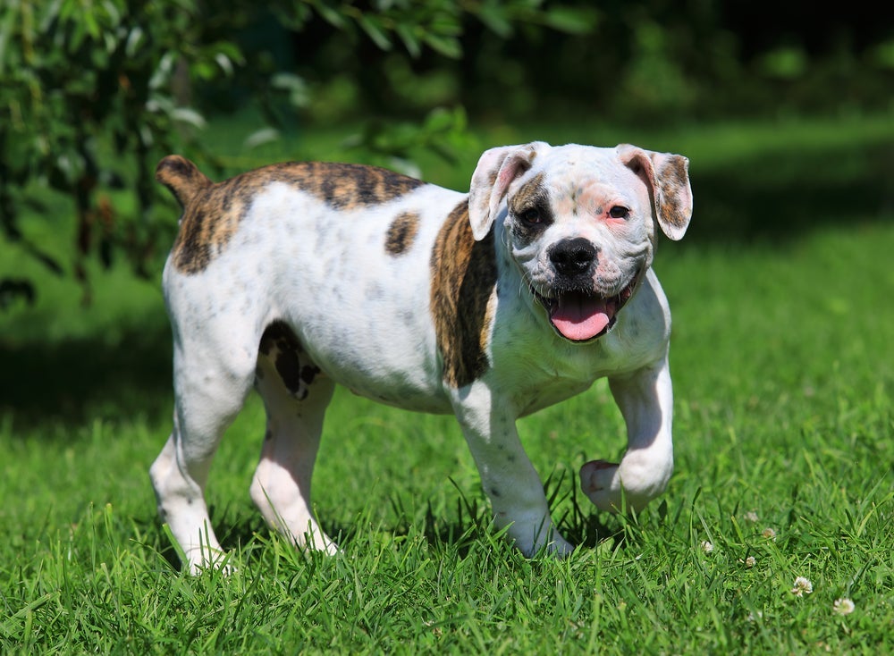 O Bulldog Americano tem o corpo forte e musculoso