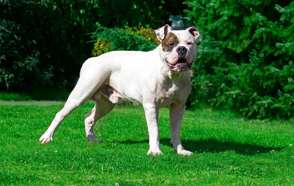 Não sabe qual cão tem a mordida mais forte? O Bulldog Americano está na lista!