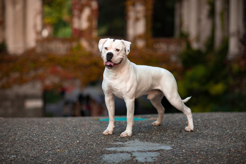 O Bulldog Americano é um cachorro de raça forte e famoso pelas bochechas caídas