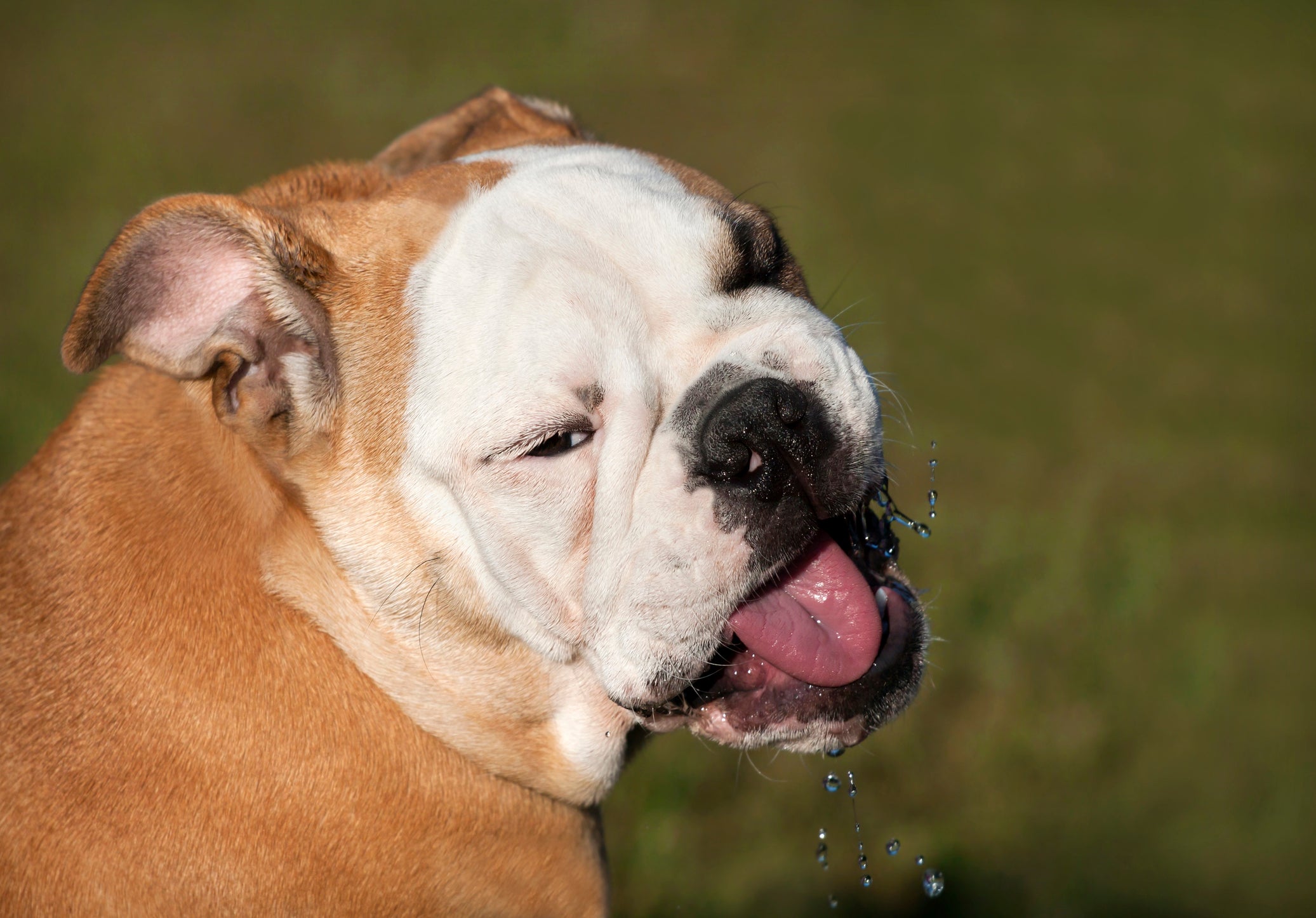 Cachorro babando muito: raças como Bulldogs salivam mais por causa da anatomia do focinho