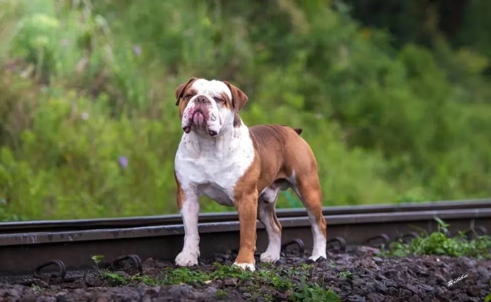 O Bulldog Campeiro é um Bulldog grande que se destaca dos demais