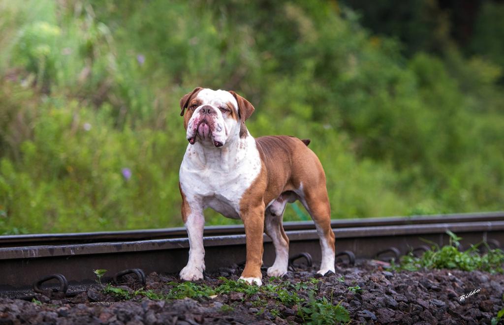 O cachorro Bulldog Campeiro é forte e possui muitas dobrinhas pelo rosto (Créditos: Divulgação)