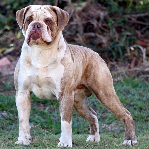 O Buldogue Campeiro se dá bem com crianças, mas pode ser desconfiado com estranhos e outros pets (Créditos: Divulgação)