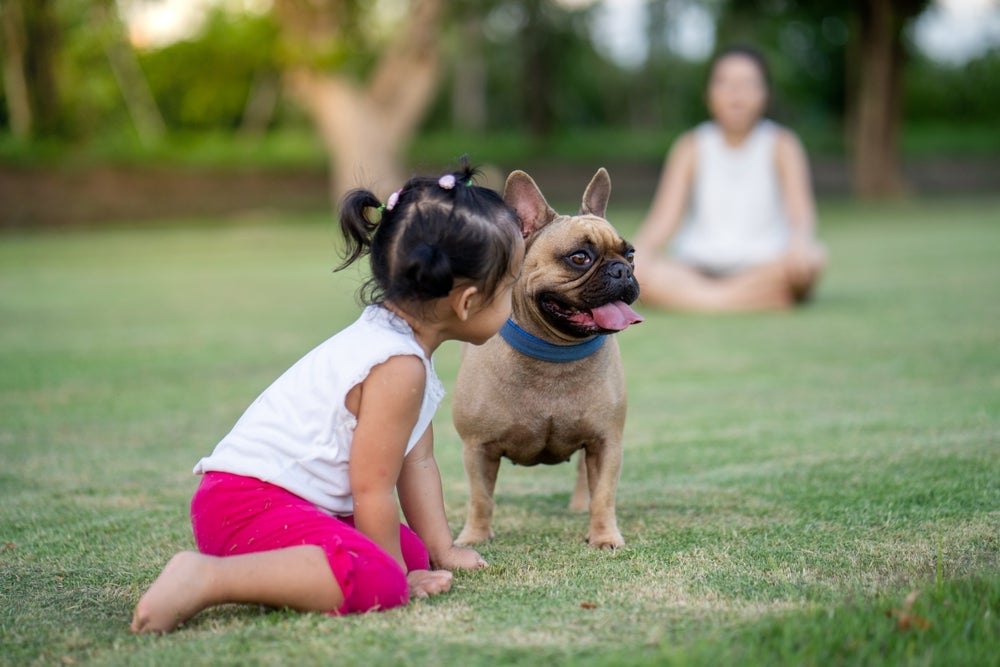 O Bulldog Francês é um cãozinho de temperamento doce e calmo