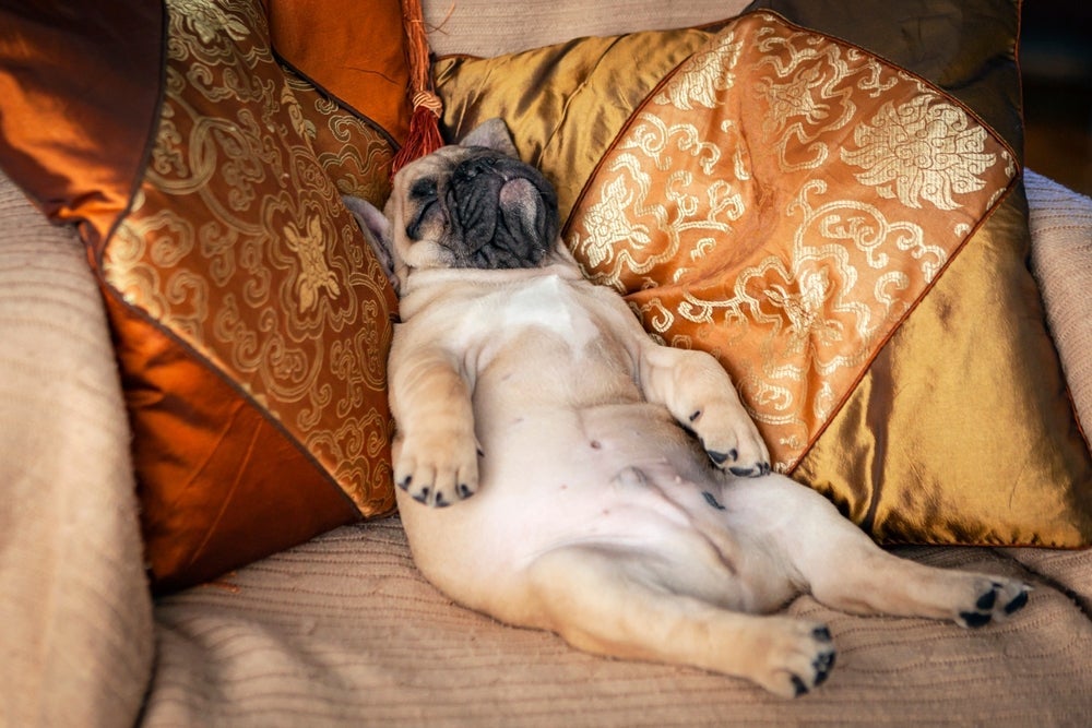 O Bulldog Francês é um cachorro preguiçoso, mas também muito carinhoso 