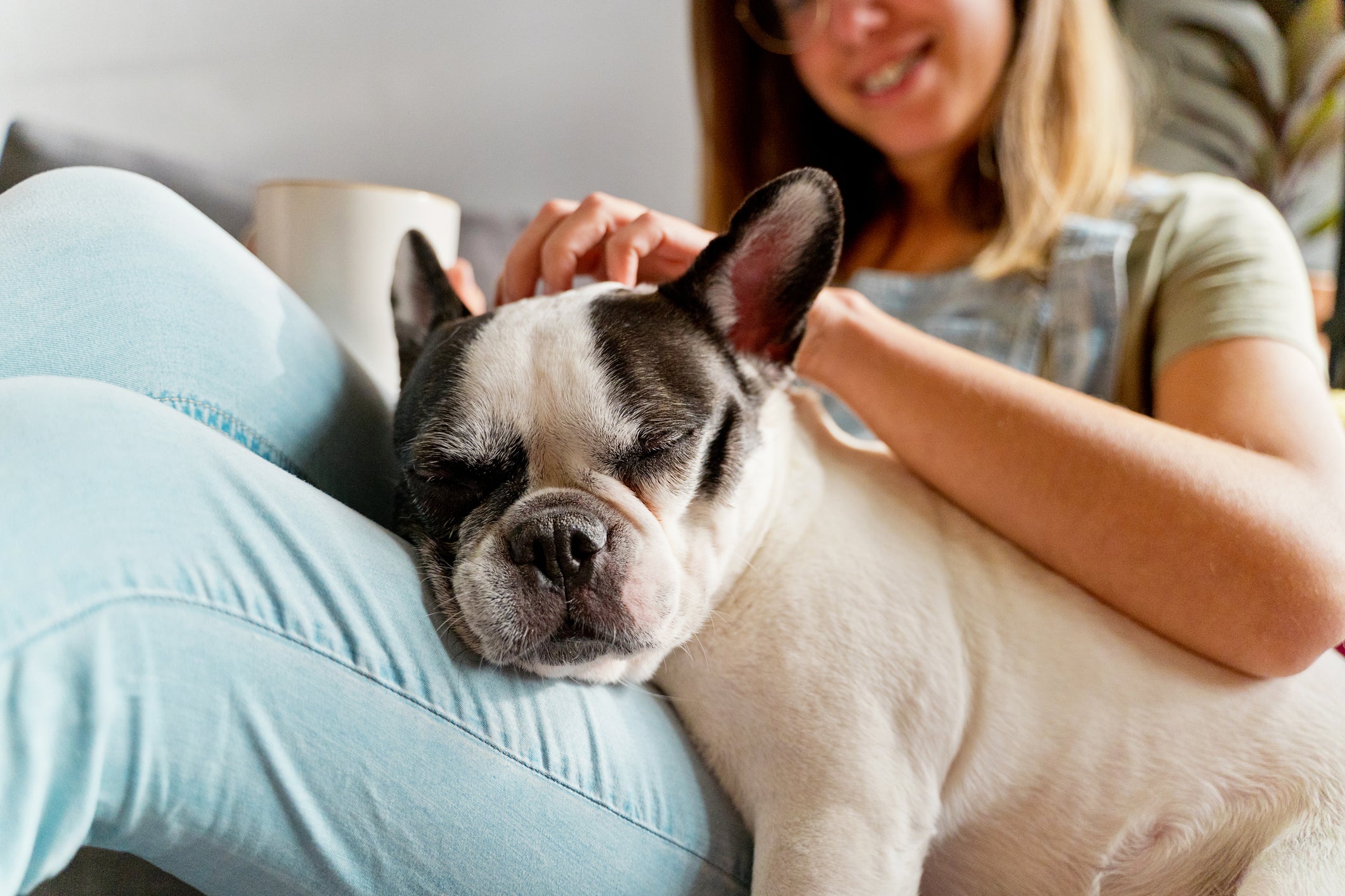 O temperamento tranquilo do Bulldog Francês é perfeito para tutores que trabalham em casa