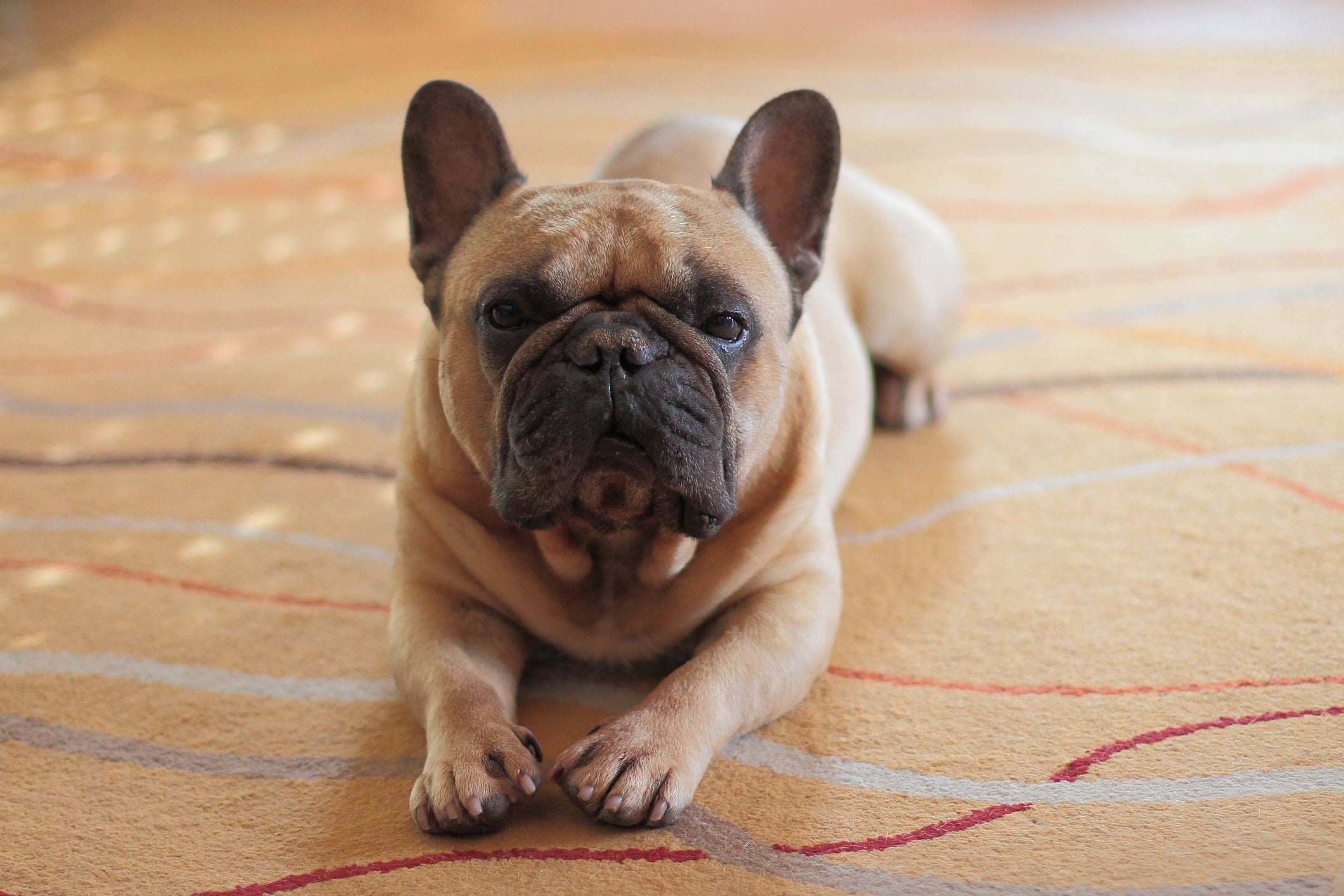 O Bulldog Francês é um cachorro braquicefálico