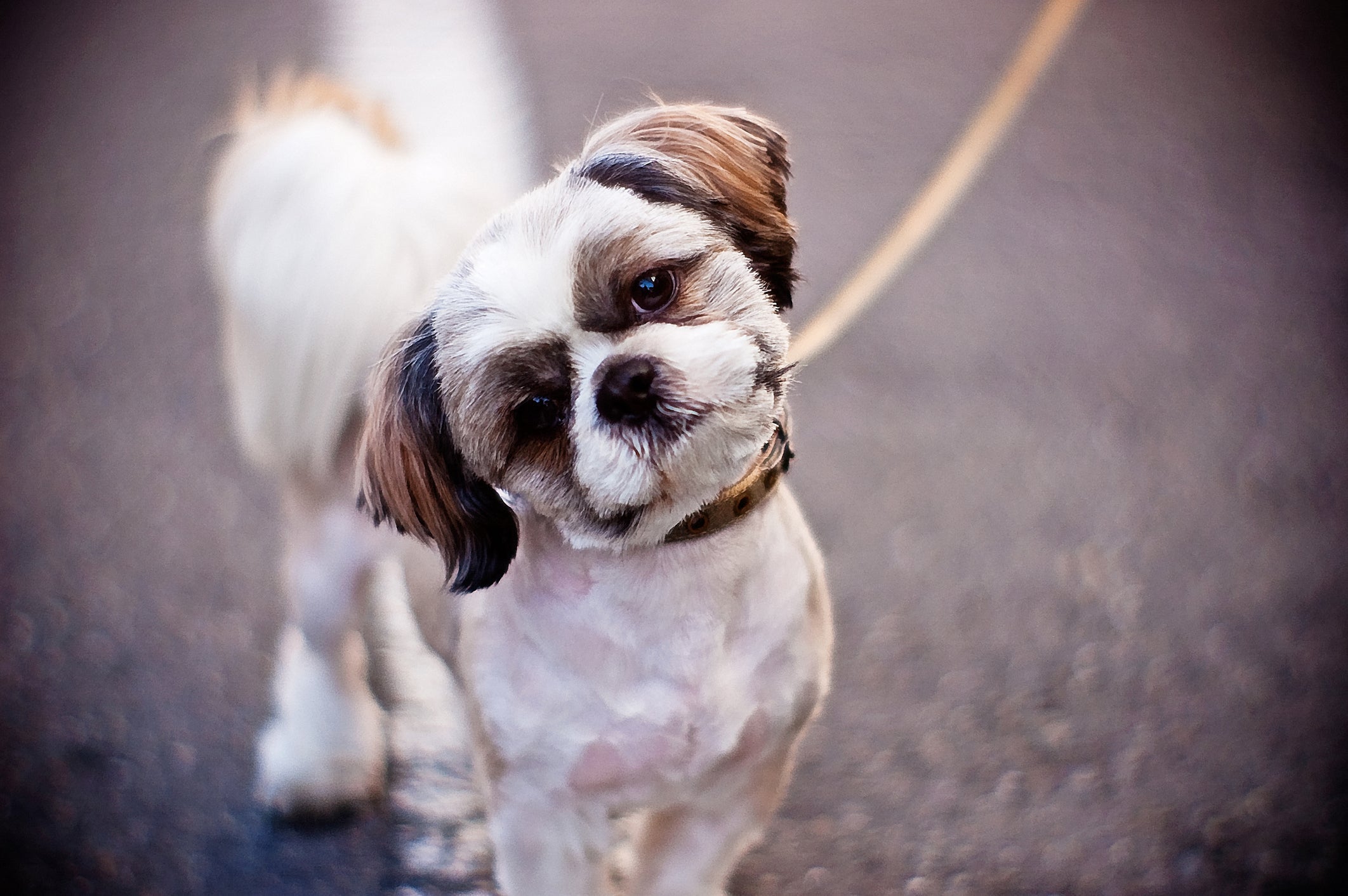 O Shih Tzu também é um cachorro braquicefálico e precisa de cuidados com a saúde