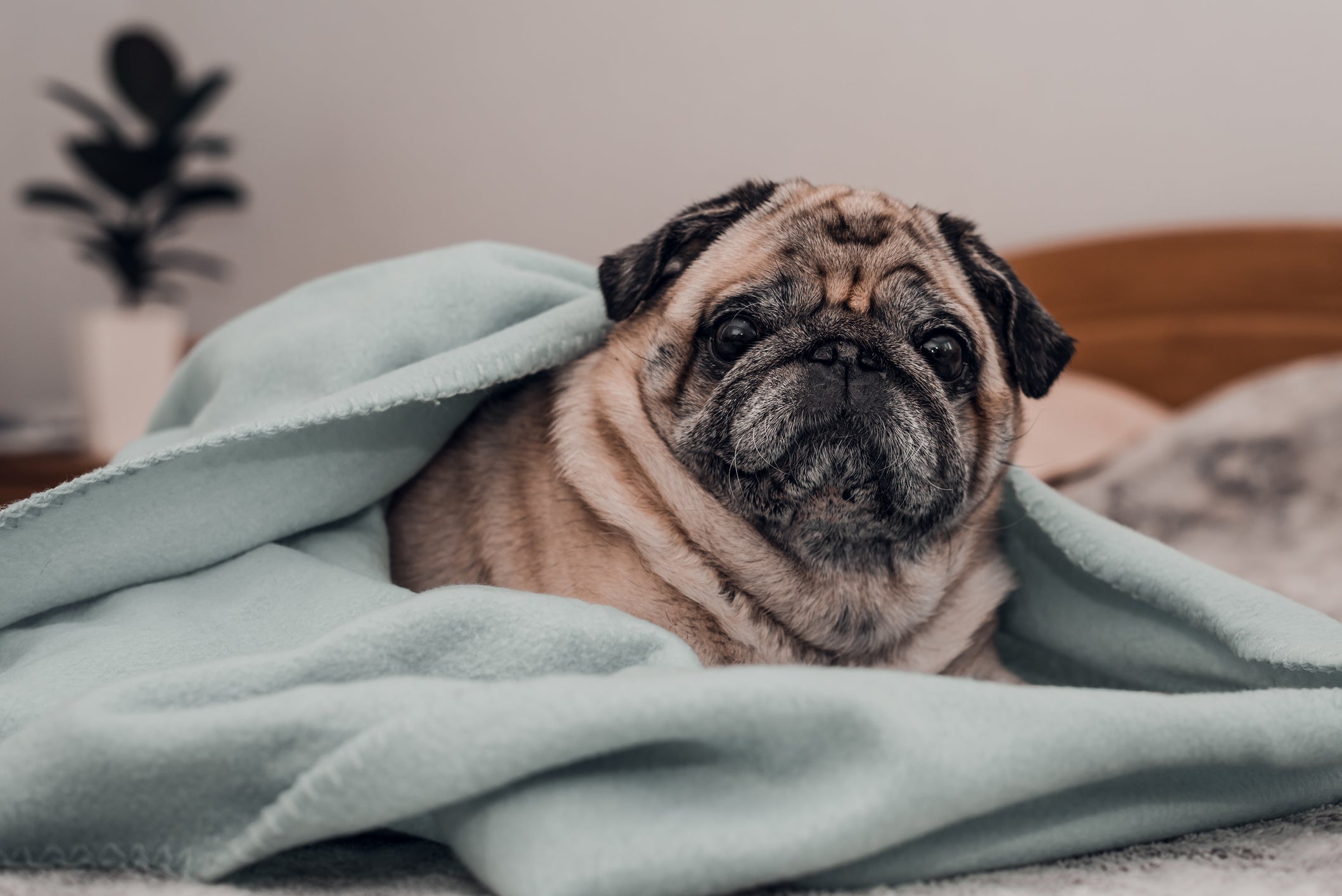 Meu cachorro solta muito pelo: algumas raças de pelos curtos, como o Pug, são mais propensos a isso
