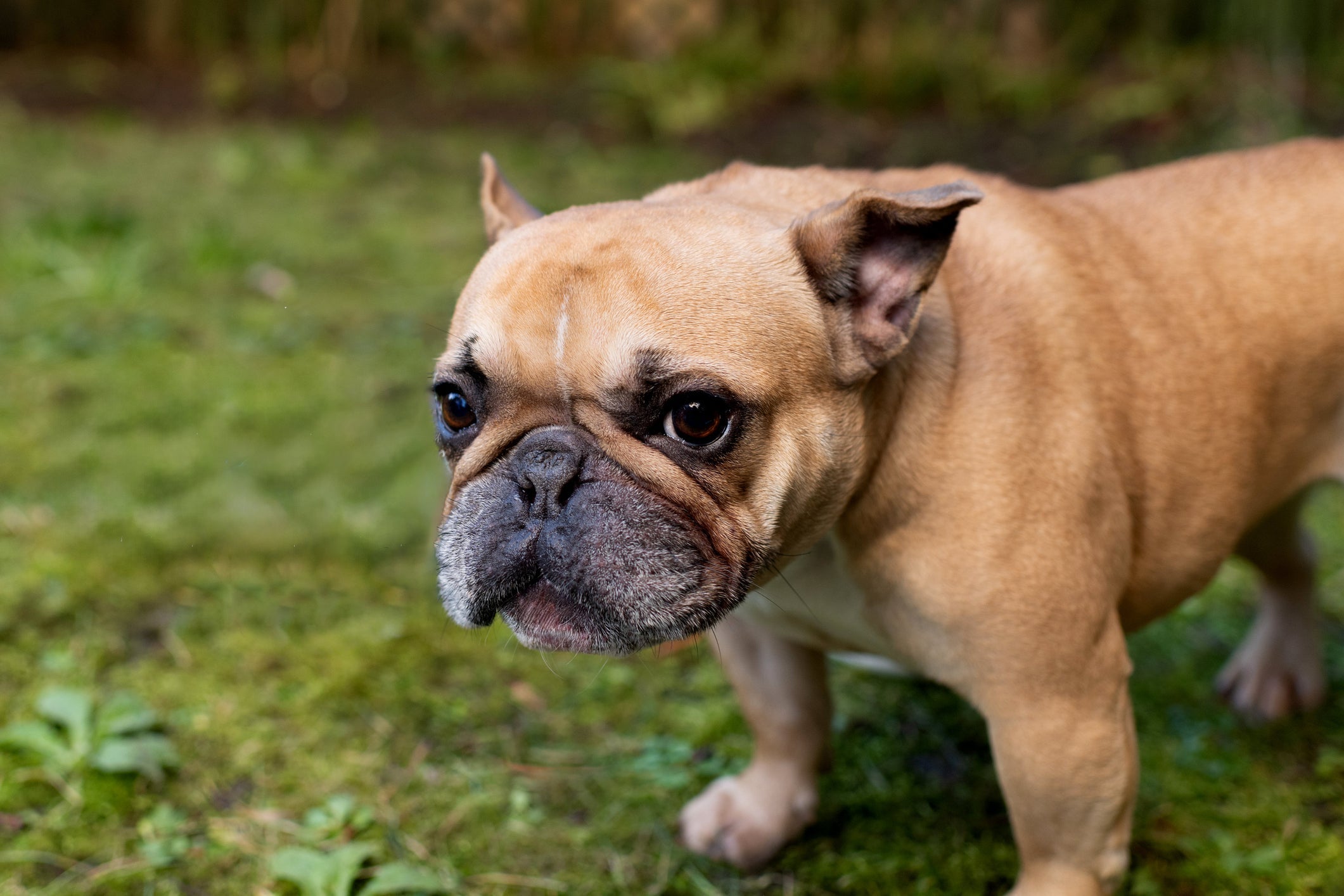 O Bulldog Francês é amigável e adora socializar 