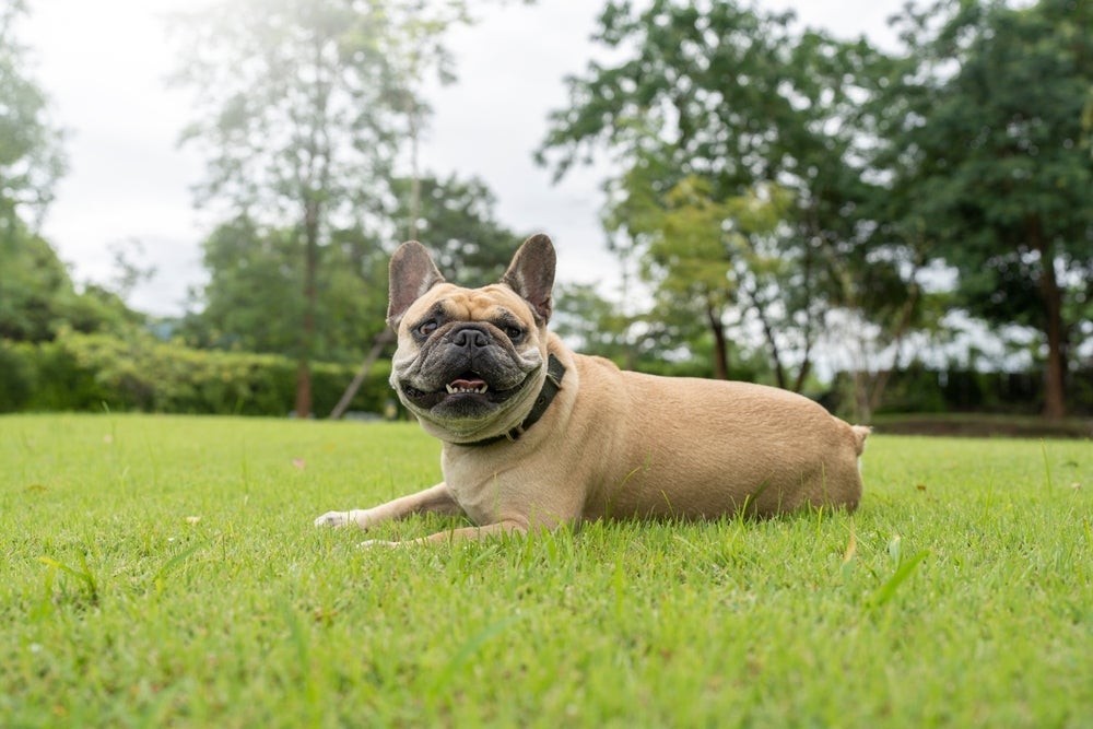 Ter um Buldogue Francês em casa é o sonho de muita gente