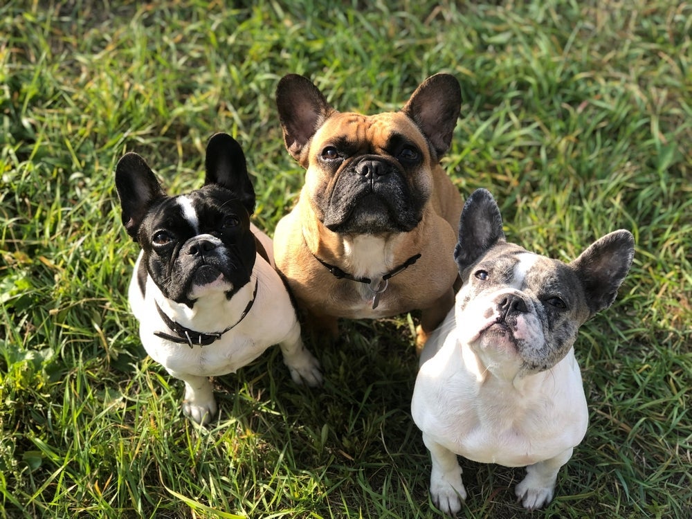 Bulldog Francês pode ter diversas cores, inclusive tigrado