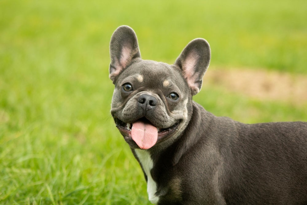 Nomes para Bulldog Francês: que tal Benji, Nano ou Albie?
